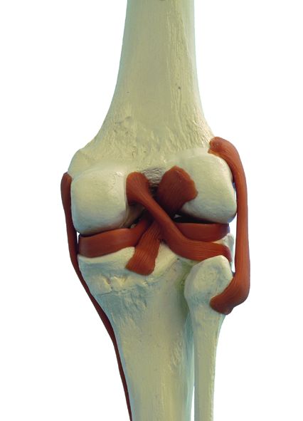 Model Skeleton Human Full Size with 4 Ligaments :: Sports Supports