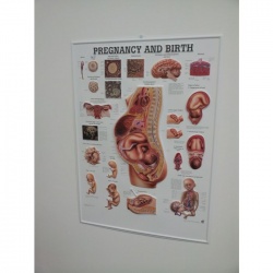 3D Pregnancy and Birth Poster
