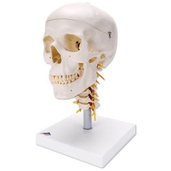 Human Skull Model On Cervical Spine 4 Part