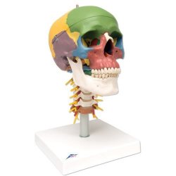 Didactic Human Skull Model On Cervical Spine 4 Part