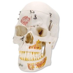 Deluxe Human Demonstration Dental Skull Model 10 Part