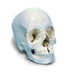 Beauchene Adult Human Skull Model Bone Colored Version 22 Part