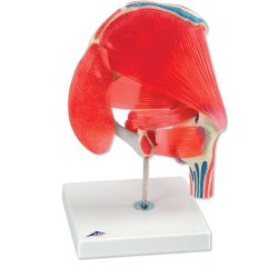 Hip Joint With Removable Muscles 7 Part