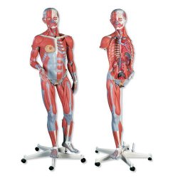 3/4 Life-Size Female Muscle Figure 23-Part