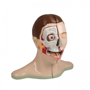 5-Part Head and Neck Model