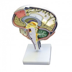 Model Brain Section