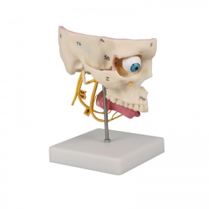 Sensory Skull Model