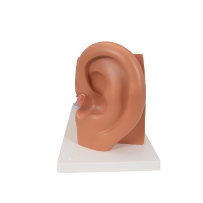 4-Part Large Human Ear Model (3x Life Size)