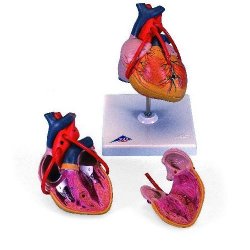 Classic Heart With Bypass 2 Part