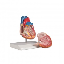Heart Model with Conducting System