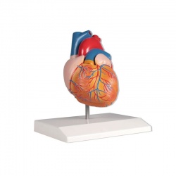 2-Part Anatomical Heart Model
