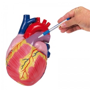 2-Part Giant Heart Model