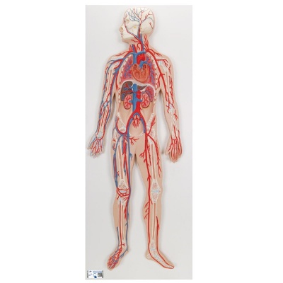 3B Scientific Circulatory System Anatomy Relief Model