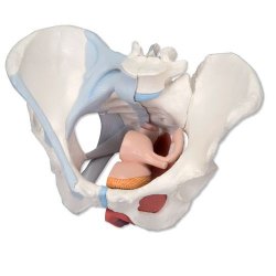 Female Pelvis With Ligaments Muscles And Organs