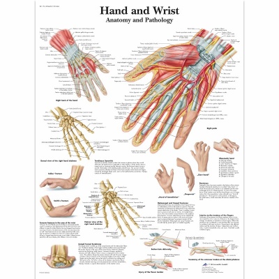 Hand and Wrist Anatomy Chart