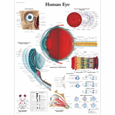 Laminated Eye Anatomy Chart