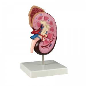 Large Kidney Model