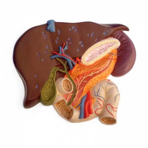 Liver with Gall Bladder, Pancreas, and Duodenum Model