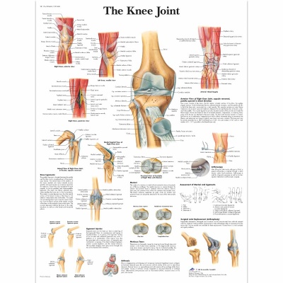Knee Joint Anatomy Chart
