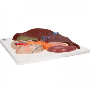Liver Model With Gall Bladder, Pancreas, and Duodenum