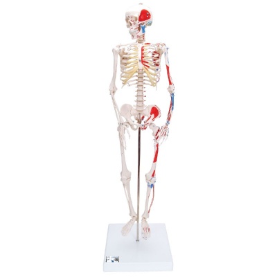 Pelvic-Mounted Mini Skeleton Model with Muscles
