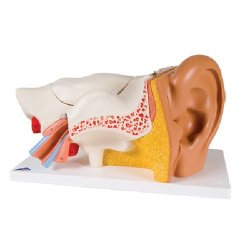 Ear 3 Times Life Size 6 Part
