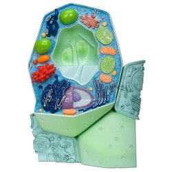 Plant Cell Model Magnified 500000-1000000 Times