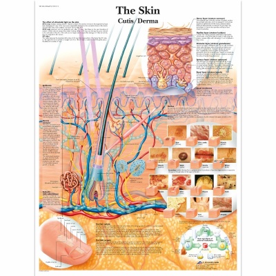Laminated Skin Anatomy Chart