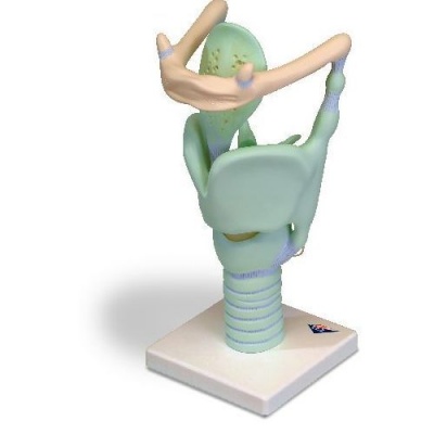 Anatomical Model Functional Human Larynx (3x Lifesize)