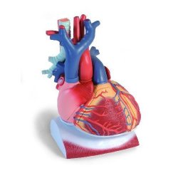 Heart On Diaphragm 3 Times Life Size 10 Part