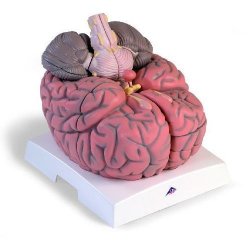 Giant Brain 2.5 Times Full-Size 14 Part