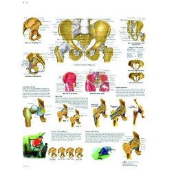 Pelvis And Hip Chart - Anatomy And Pathology