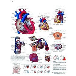 The Human Heart Chart - Anatomy And Physiology