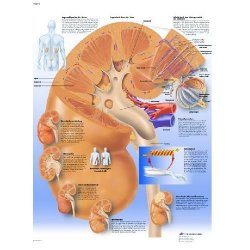 kidney chart sports supports mobility healthcare kidney chart
