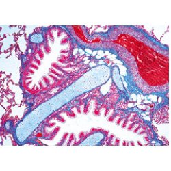 Respiratory And Circulatory System - French