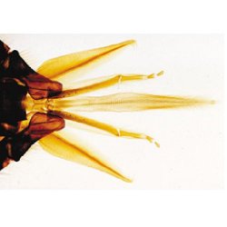 The Honey Bee Apis Mellifica - German Slides