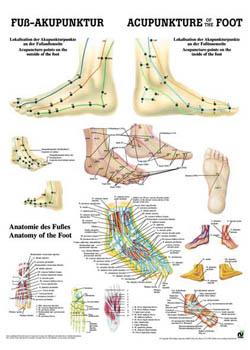 foot acupuncture chart poster sports supports mobility foot chart