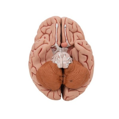 Anatomical Classic Human Brain Model (Five Parts)