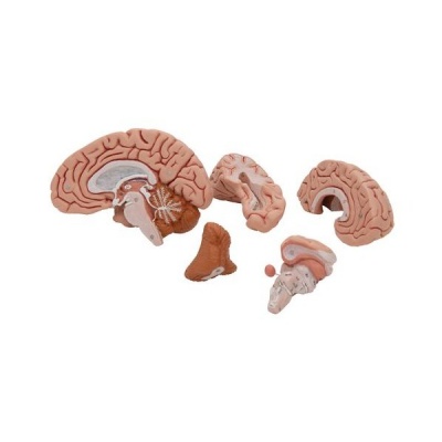 Anatomical Classic Human Brain Model (Five Parts)