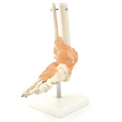 Anatomical Foot Skeleton with Ligaments Model