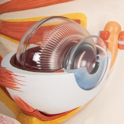 Anatomical Human Eye Model with 12 Parts (5x Lifesize)