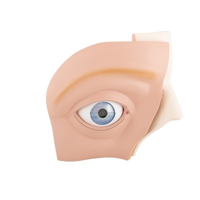 Anatomical Human Eye Model with 12 Parts (5x Lifesize)