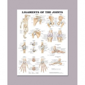 Anatomical Chart for the Ligaments of the Joints