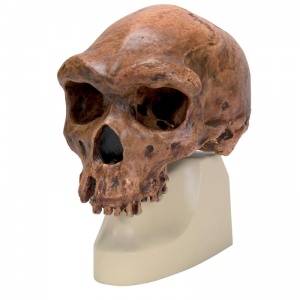 Anthropological Skull Model (Broken Hill Or Kabwe)