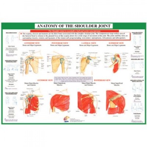 Chartex Shoulder Anatomical Chart