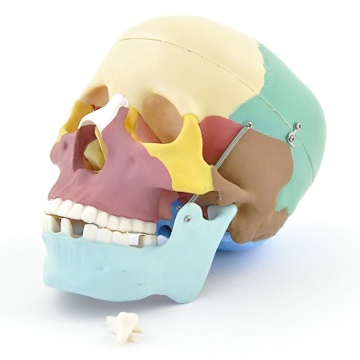 Coloured Skull Model for Teaching and Demonstration