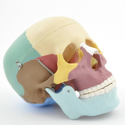 Coloured Skull Model for Teaching and Demonstration