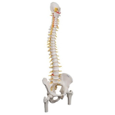 Deluxe Flexible Spine with Femur Heads and Sacral Opening Anatomical Model