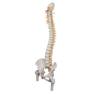 Deluxe Flexible Spine with Femur Heads and Sacral Opening Anatomical Model