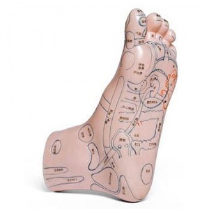 Foot Acupuncture Model